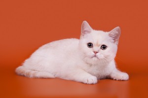 Затушеванный камео окрас британских кошек. Фото окрас камео британских кошек, котов, котят. Затушеванный камео окрас: стандарт окраса. 